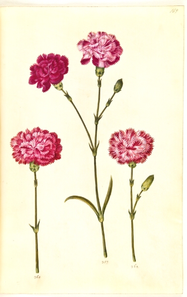 Hans Simon Holtzbecker, Dianthus caryophyllus (have-nellike)