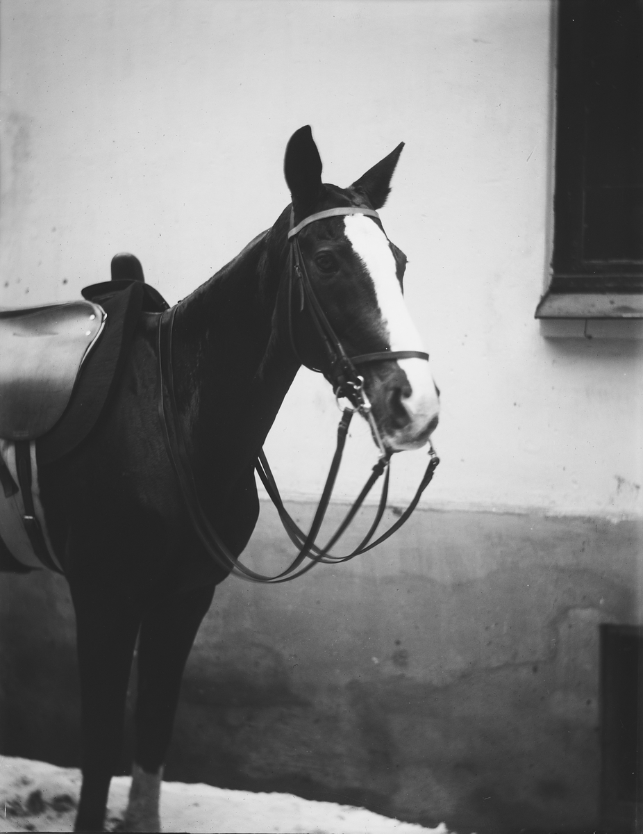 Anders Beer Wilse, Prot: Fru Petersens Hest