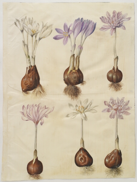 Hans Simon Holtzbecker, Colchicum autumnale (høst-tidløs)