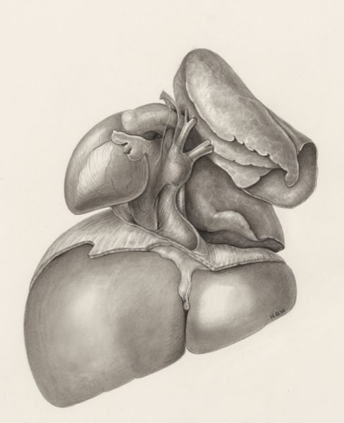H.G Wetselaar, Heart and adjacent organs