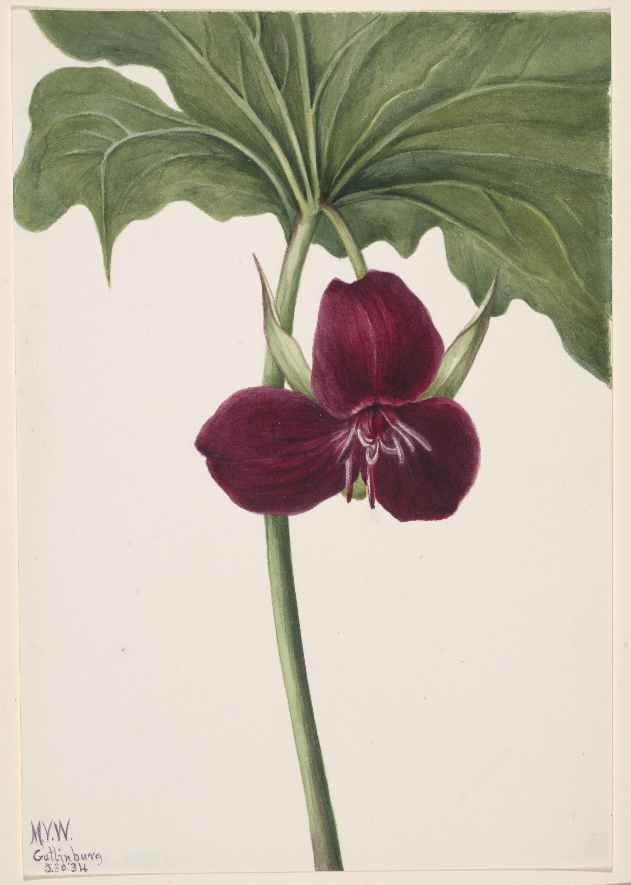 Mary Vaux Walcott, Sweet Trillium (Trillium vasyi)
