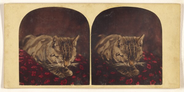 Unknown, [Cat sleeping on pillow]