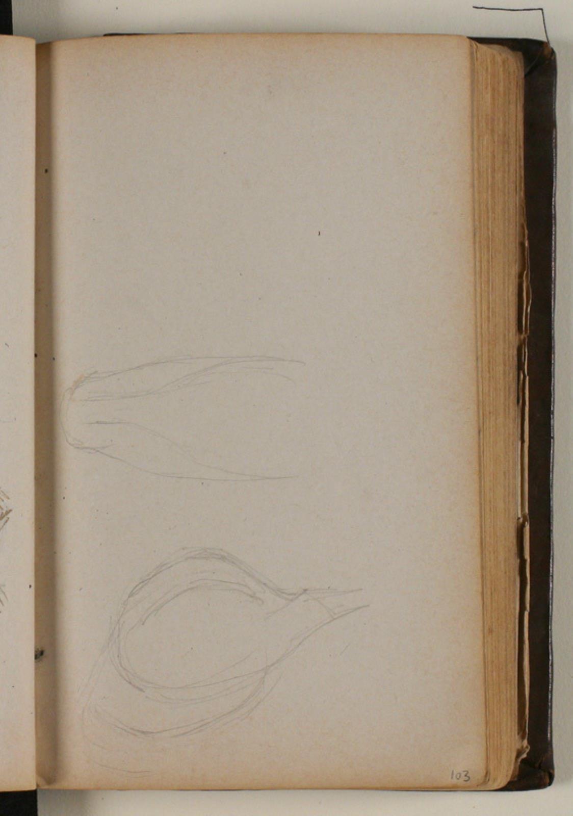 Niels Larsen Stevns, Studier af vildsvin