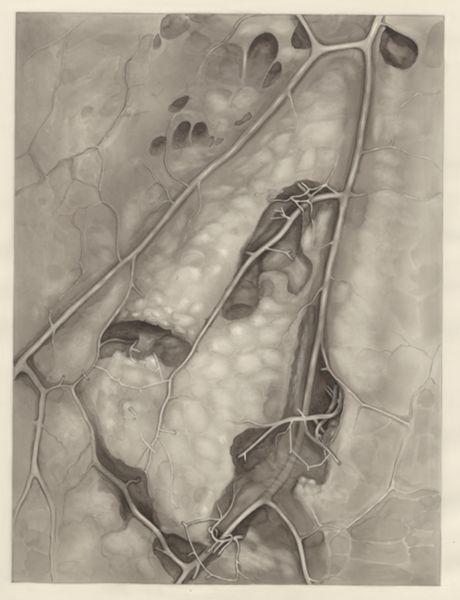 H.G Wetselaar, Vascular network of the thigh
