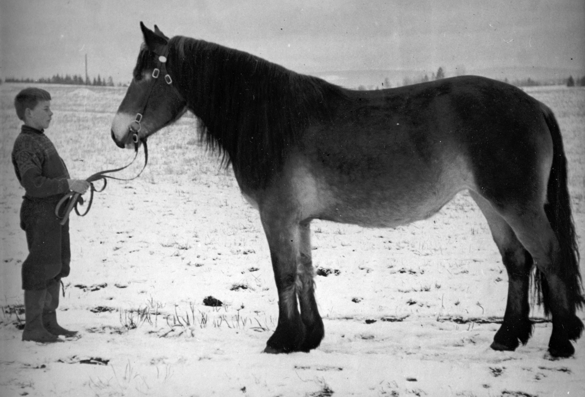 Anno Domkirkeodden, Dyri gard i Løten, Knut Svevad og hesten Astoria.