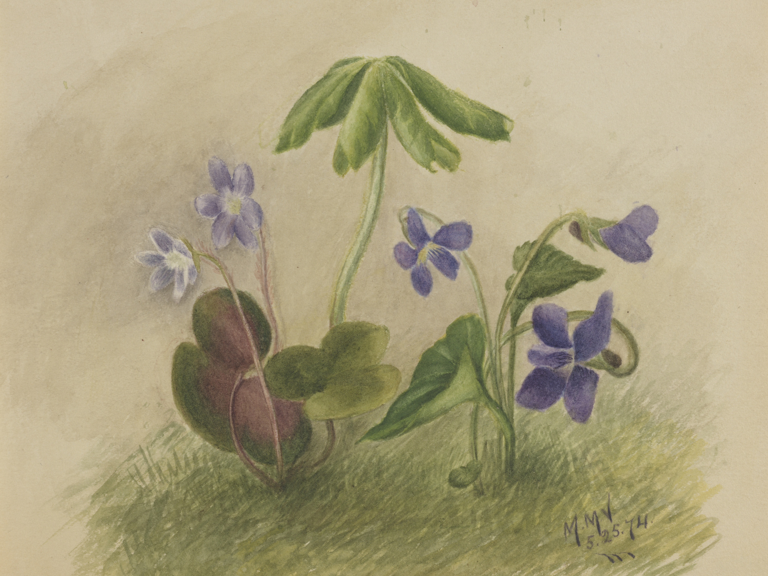 Mary Vaux Walcott, Untitled