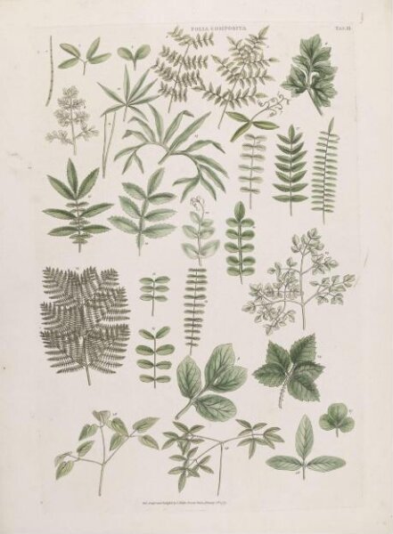 John Miller, Folia Composita