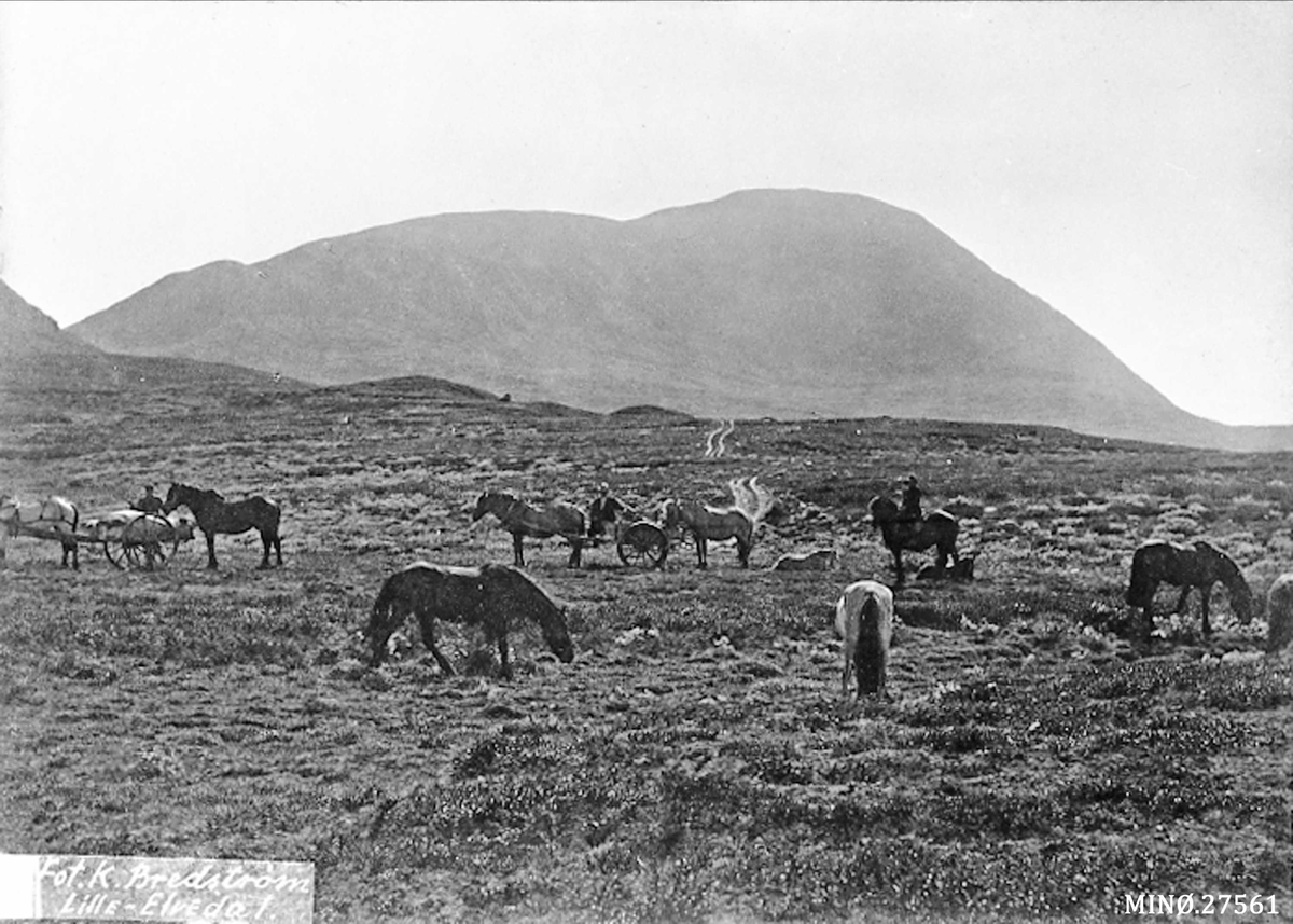 Alexander Bredstrøm Ansberg, Hester i naturen