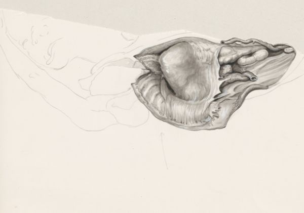 J Wetselaar-Whittaker, Abdominal cavity of a fetus
