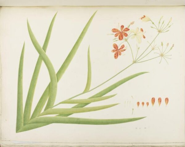 unknown, Flowers and Fruits