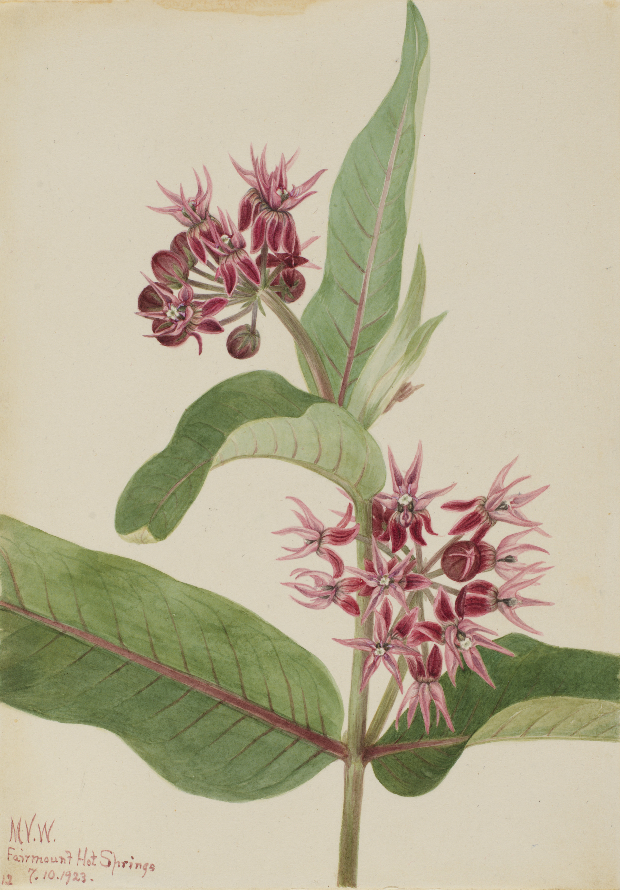 Mary Vaux Walcott, Showy Milkweed (Asclepias speciosa)