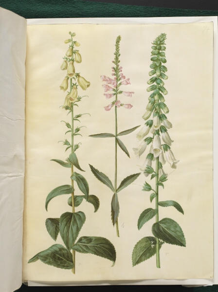 Hans Simon Holtzbecker, Digitalis grandiflora (storblomstret fingerbøl); Physostegia virginiana (drejeblomst); Digitalis purpurea (almindelig fingerbøl)
