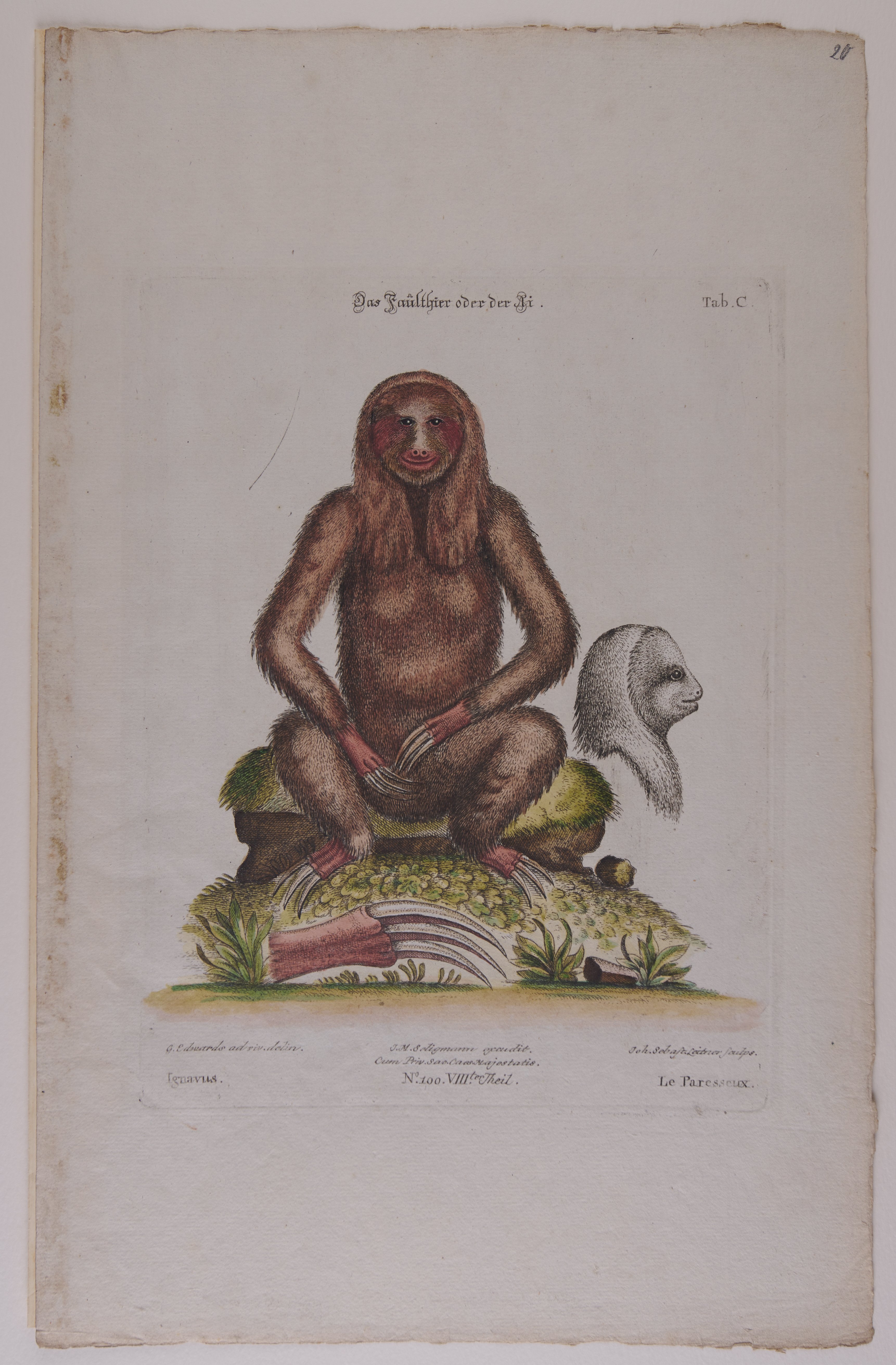 Johann Sebastian Leitner, Das Faultier oder Ai, Nachstich aus dem Werk „Gleanings of Natural History“