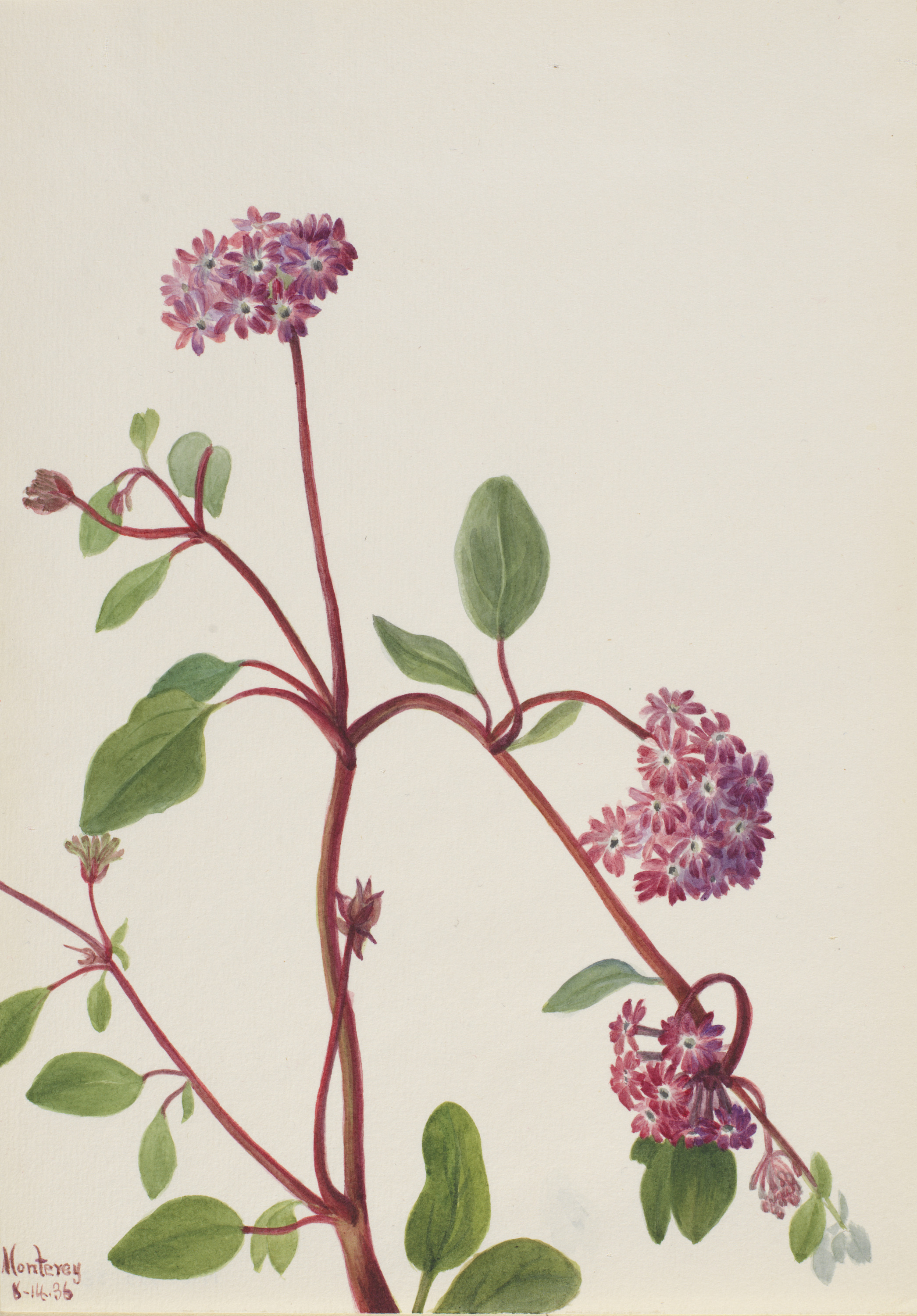 Mary Vaux Walcott, Sand Verbena (Abronia umbellata)