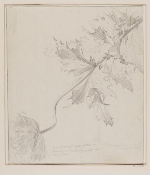 Unknown, Study of a Double Opium Poppy (Papaver paeoniflorum)