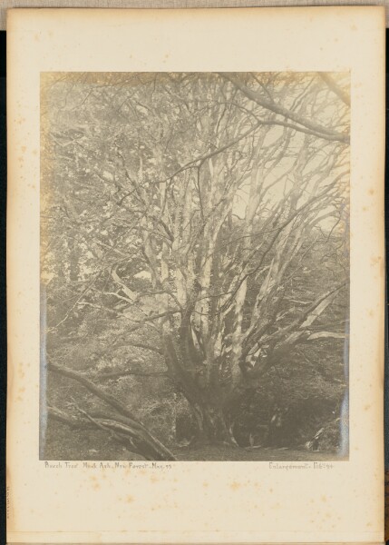 Unknown, Beech Tree. Mark Ash. New Forest.