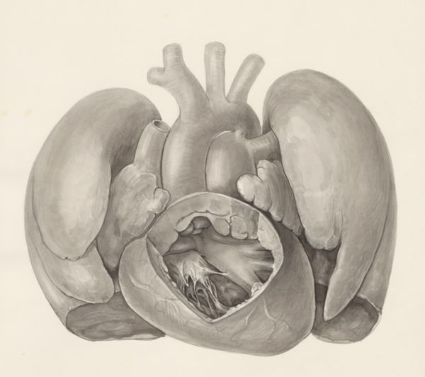 H.G Wetselaar, Heart and adjacent organs