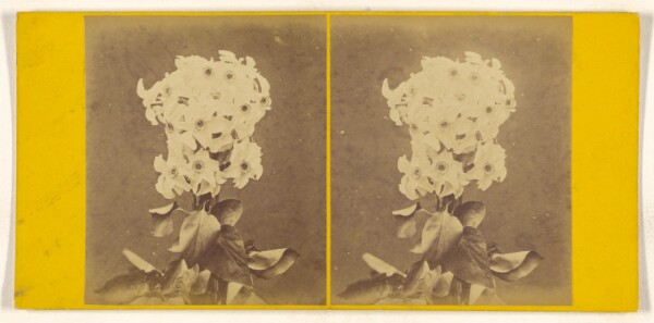 Unknown, [Flower arrangement]