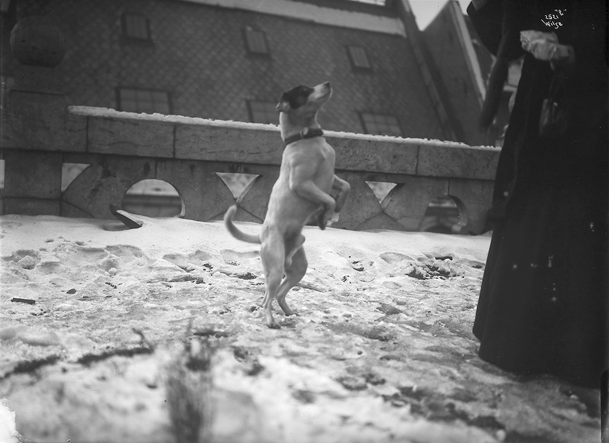 Anders Beer Wilse, Prot: Fru Bekkers Foxterrier
