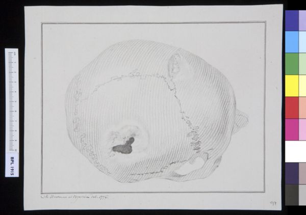M Houtman, Skull, seen from above