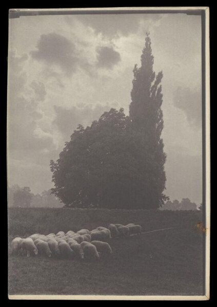 Gale, Lt. Col. Joseph, Sheep in Formation