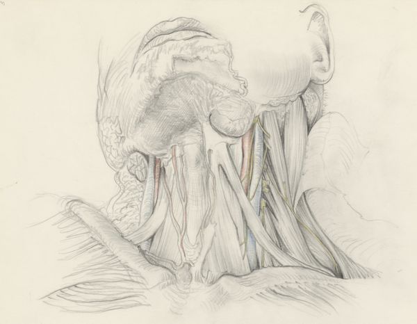 J Tinkelenberg, Veins and tissue of the neck