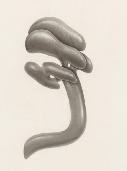 H.G Wetselaar, Circulatory system