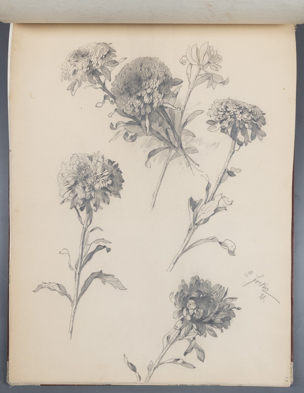 Paul Jordan, Blumen: Herbstchrysanthemen