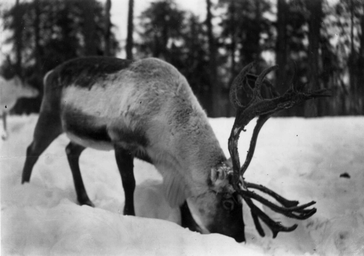 Konrad Nielsen, Reinsdyr graver i sneen etter mat.