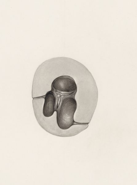 H.G Wetselaar, Cross section of the cardiovascular system