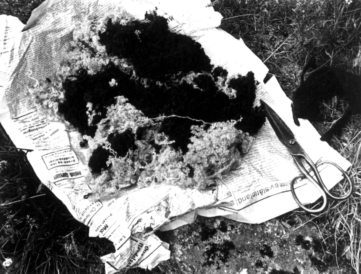Anna Grostøl, Plukking av ullfiller til stamping, ulla og en saks ligger på en avis. Fjotland, Kvinesdal, Vest-Agder 1941.