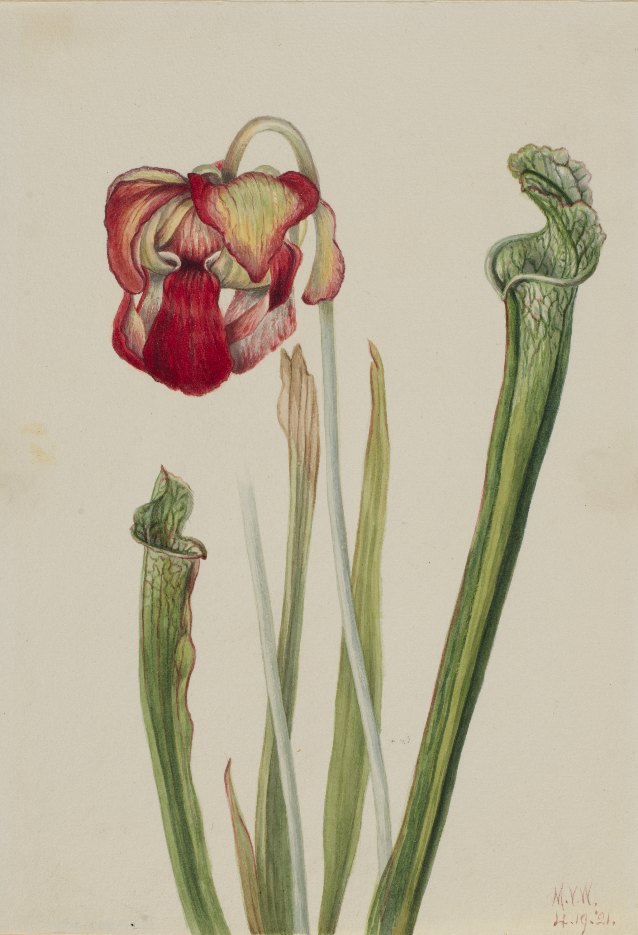 Mary Vaux Walcott, Drummond Pitcherplant (Sarracenia drummondii)