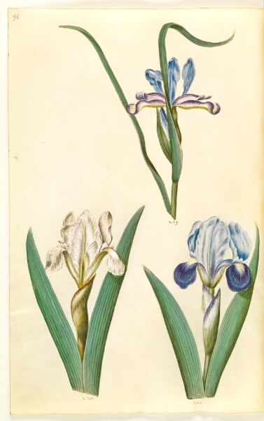 Hans Simon Holtzbecker, Iris graminea (græsbladet iris); Iris lutescens eller Iris pumila (?) (dværg-iris eller lav iris)