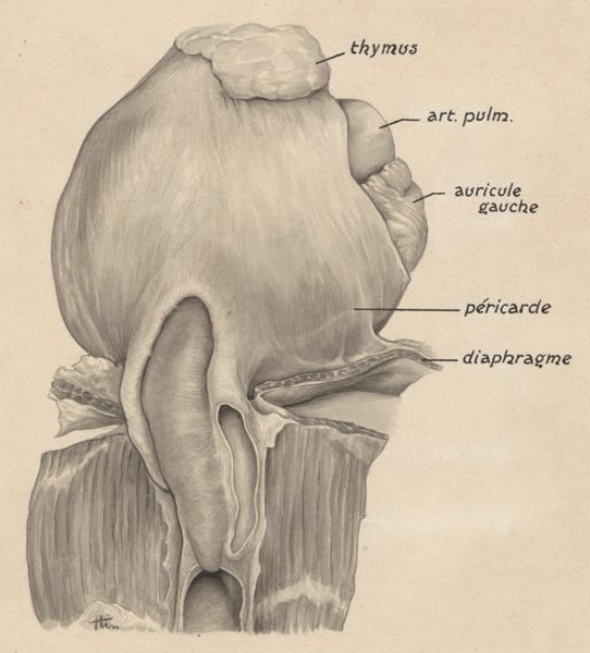 J Tinkelenberg, Part of the heart and circulatory system