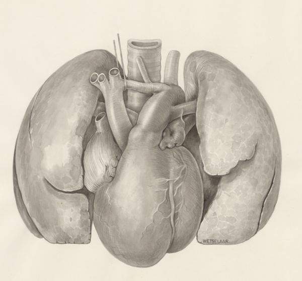 H.G Wetselaar, Heart and adjacent organs