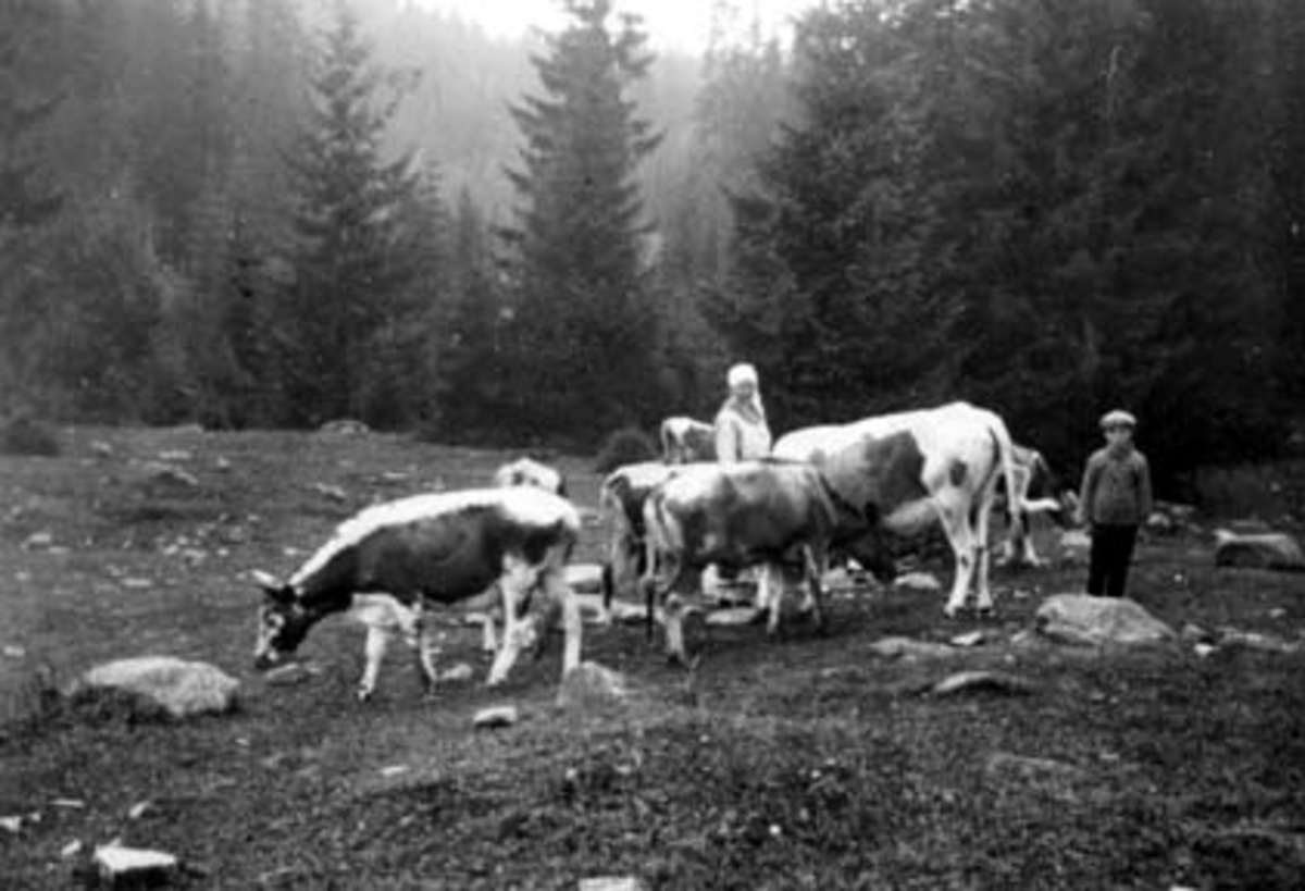 Anno Domkirkeodden, KUER PÅ BEITE, BUDEIE HILDA AASGAARD, GJETERGUTT REIDAR TROSVIK, BEGGE FRA TANGEN, LALUMSVANG,