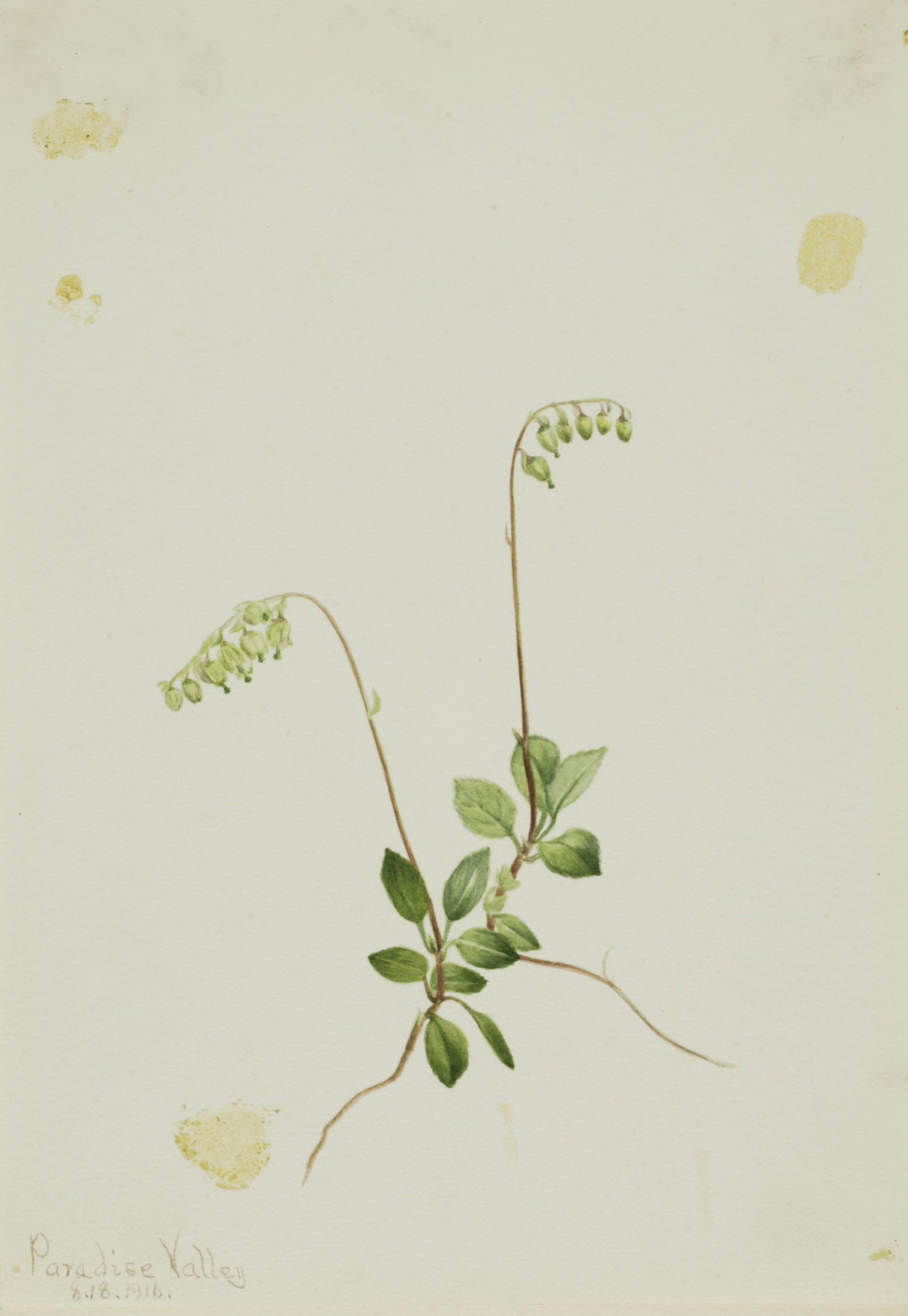 Mary Vaux Walcott, Sidebells Pyrola (Pyrola secunda)