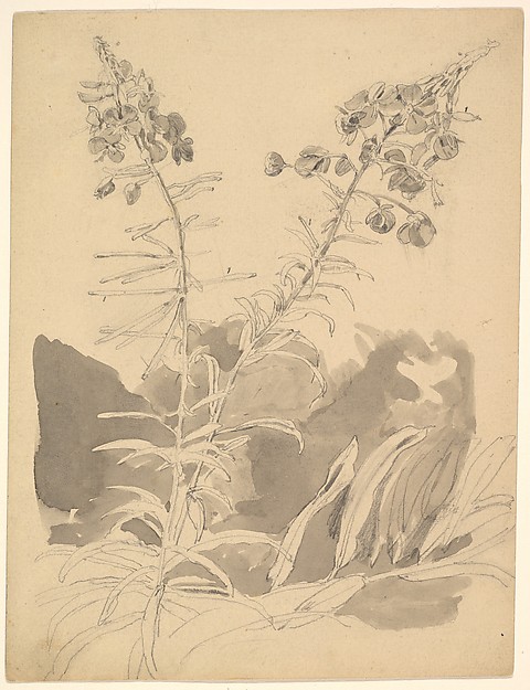 Carl Gustav Carus, Study of a Willowherb; verso: Study of Two Cows