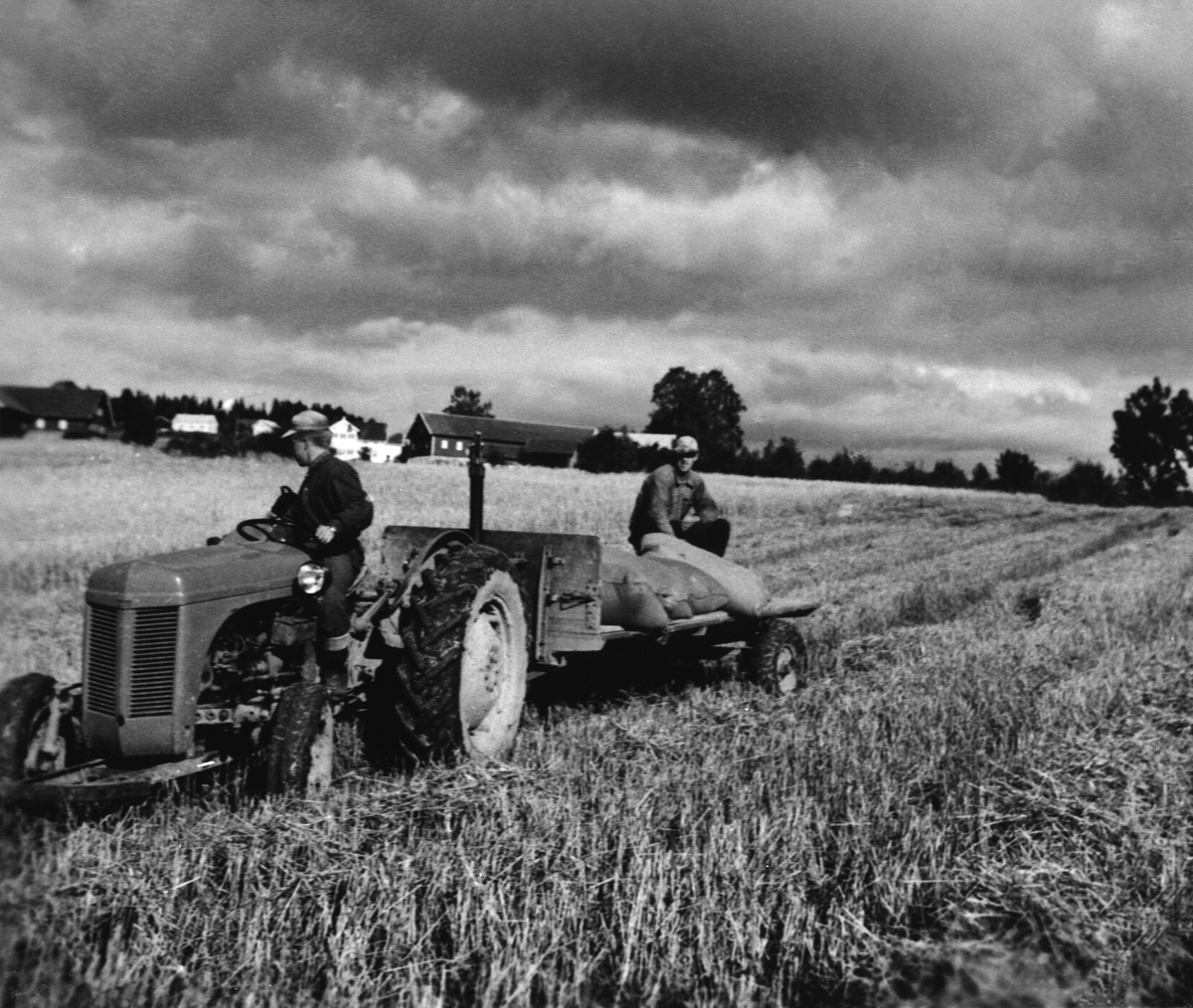 Anno Domkirkeodden, Skuronn på Hulleberg øvre, Nes, Hedmark. Kjøring av sekker med korn med traktor. Gråtass.