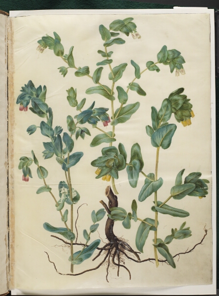 Hans Simon Holtzbecker, Cerinthe major (stor voksurt)