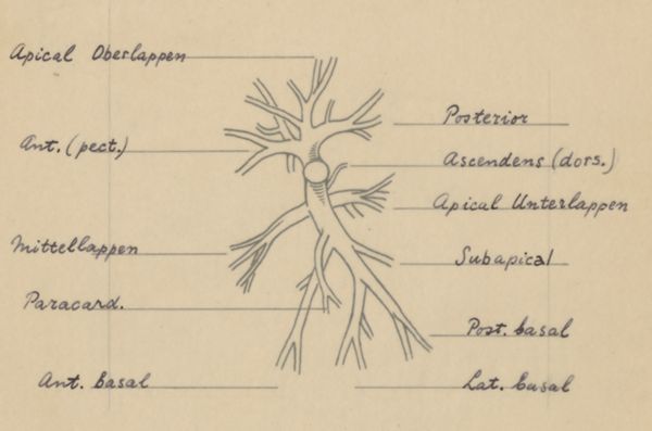 J Tinkelenberg, Bronchi