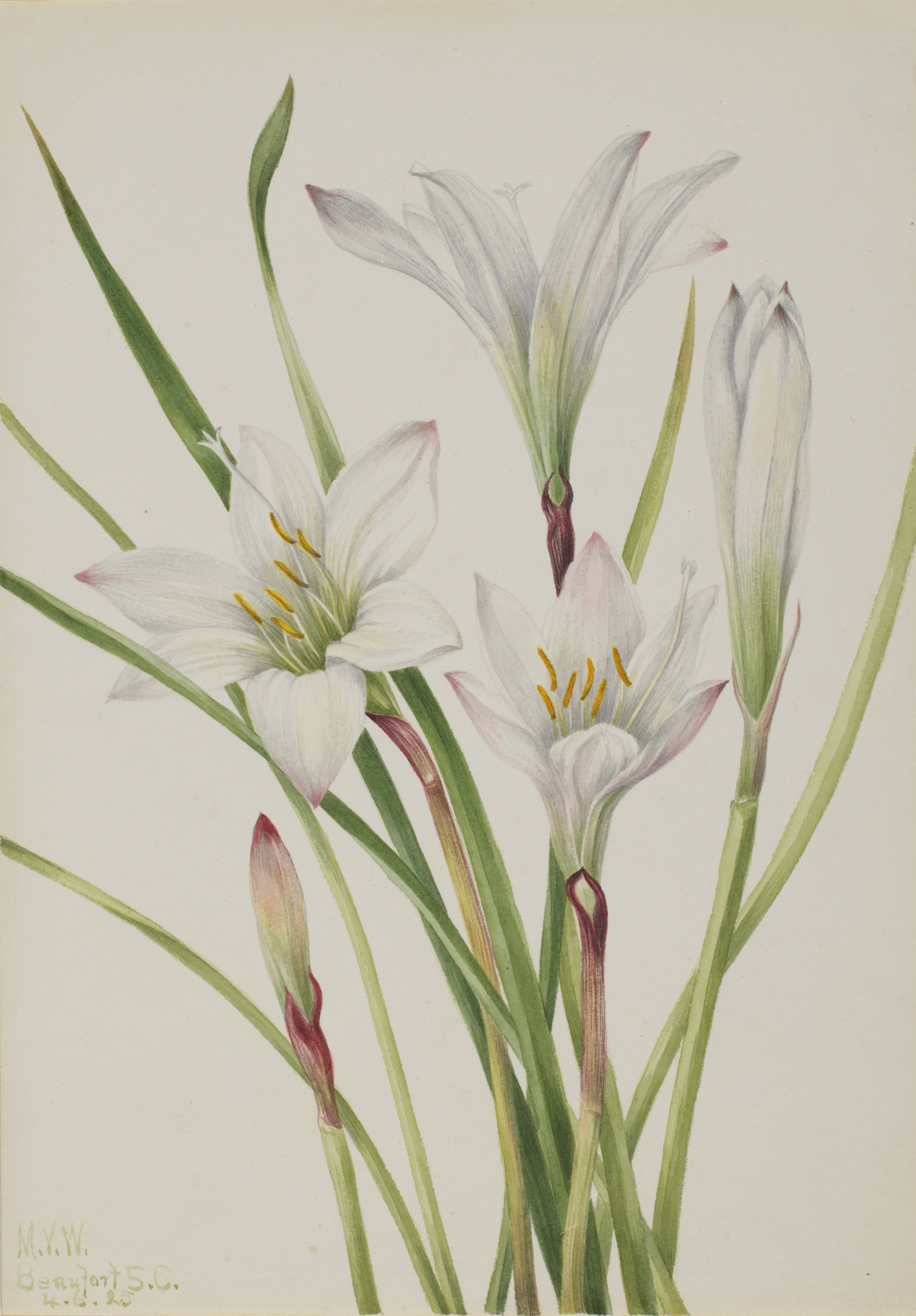 Mary Vaux Walcott, Atamasco-Lily (Atamosco atamasco)