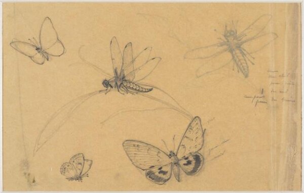anonymous, Drawing