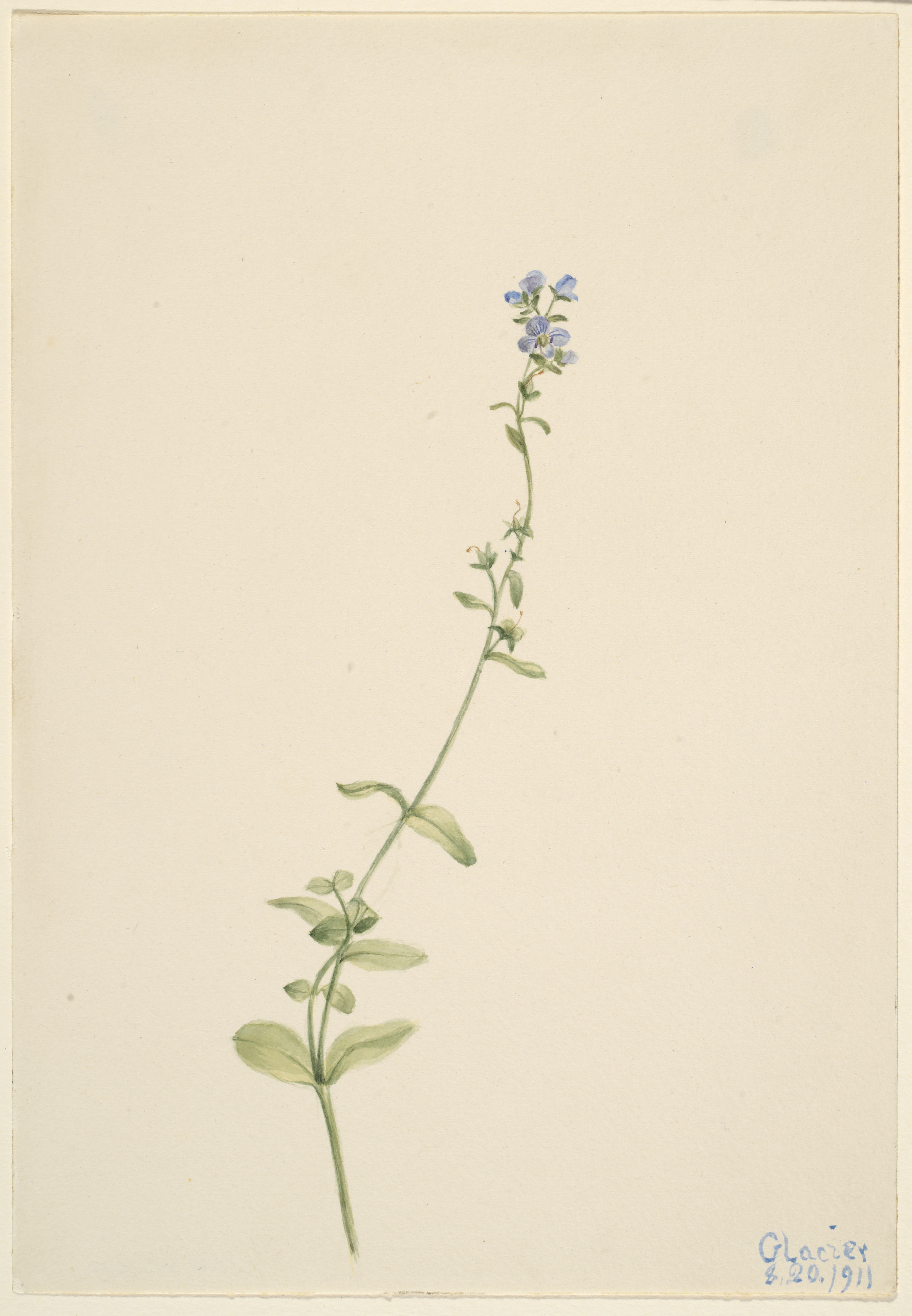 Mary Vaux Walcott, Veronica serpyllifolia