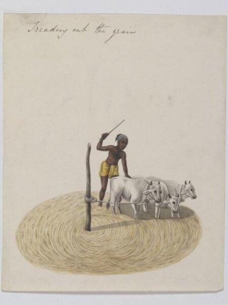 Unknown, Threshing paddy
