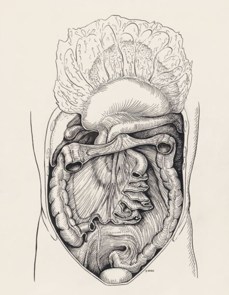 J Wetselaar-Whittaker, Intestinal tissue