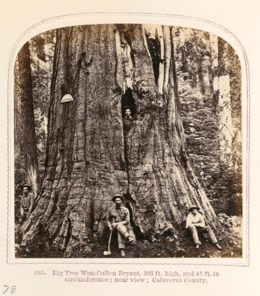 Thomas Houseworth, Big Tree William Cullen Bryant
