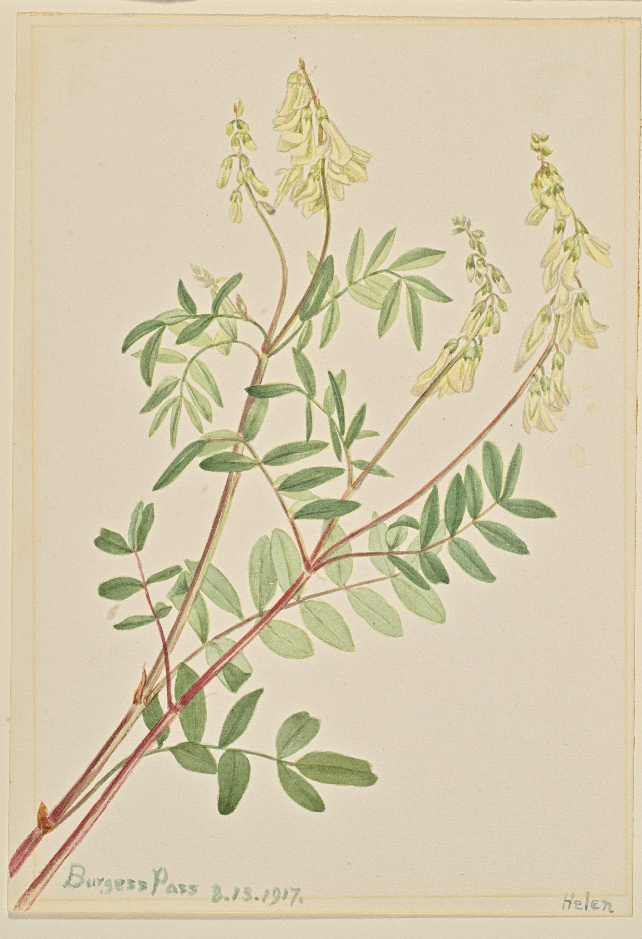 Mary Vaux Walcott, Hedysarum (Hedysarum sulphurescens)