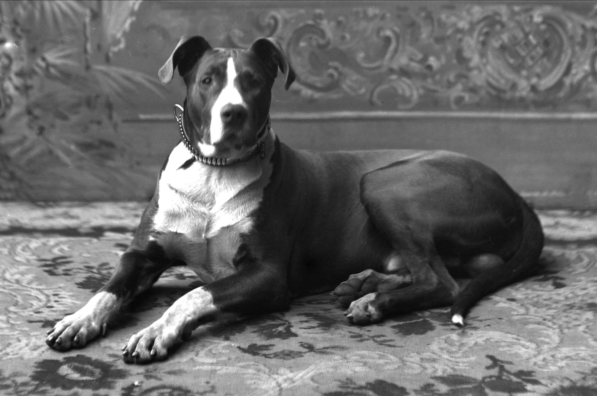 Gustav Borgen, Portrett, hund som ligger.