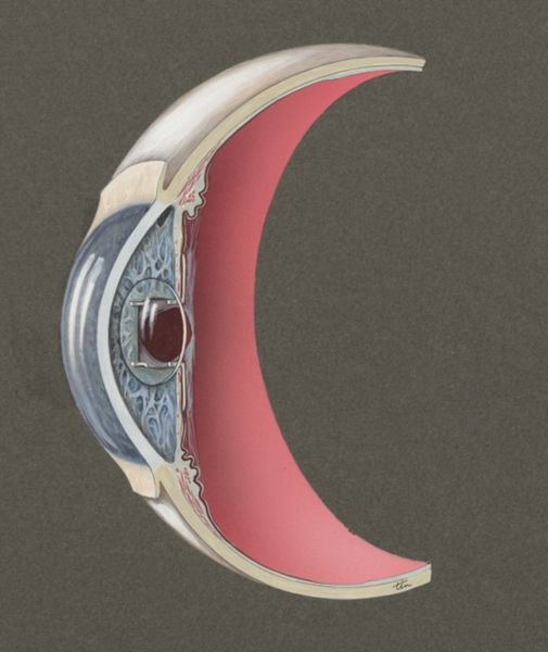J Tinkelenberg, Cross section of the eye
